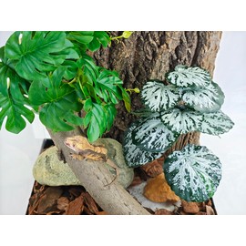 Woyrise Reptile Artificial Plants for Terrarium Decor, Amphibian Habitat Decorations Bearded Dragon Tank Accessories fit Crested Gecko Leopard Lizard Chameleon Snake Frog - Fake Spots Heuchera