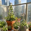 Honeycomb Plant Trellis for Climbing Vines – 2- or 4-Piece