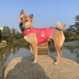 DAJIDALI Customizable Dog Shirts: Dog Anxiety Jacket - Thunder Calming Shirt, Surgery Recovery Suit, Quiet Ear Muffs, Scarf, Belly Strap, Backpack All-in-One Pet Apparel Rose Red M