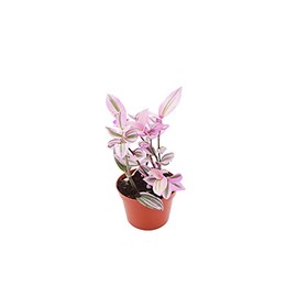 Pink Wandering Jew -Rare Nanouk - 6" from California Tropicals