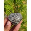 Stone City Crenoid Fossil Palmstone Crystal, Healing Stone, Meditation Crystal,