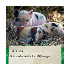 Nutrena Country Feeds Mini Pig Feed 16% Pellet 50 Pounds