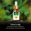 Arnica Essential Oil (Arnica Montana) by Salvia 100% Pure &