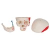 3B Scientific Classic Skull, Painted, 3-Part