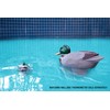 Poolmaster Adustable Chlorine Dispenser for Swimming Pools and Spas, Mallard