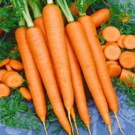 TomorrowSeeds - Tendersweet Carrot Seeds - 500+ Count Packet - for 2024 NonGMO Fall Garden Root Vegetable Tender Sweet Danvers Orange
