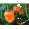 Viridis Hortus - 100 x Habanero Caribbean Orange Chilli Pepper
