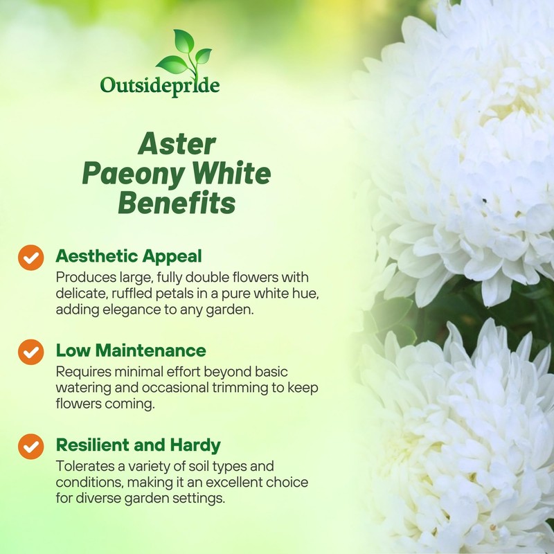 Outsidepride Paeony Aster Seeds - 1,000 Pcs Annual, Hardy &