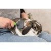 Pet Brush & Comb Set Foor Rabbit & Guinea Pig