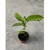Passion Fruit Tree 10” With Pot Live Plant Ready To