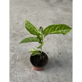 Passion Fruit Tree 10” With Pot Live Plant Ready To Plant