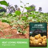 Jicama Seeds - Drought Resistant Mexican Turnip - Size: 5