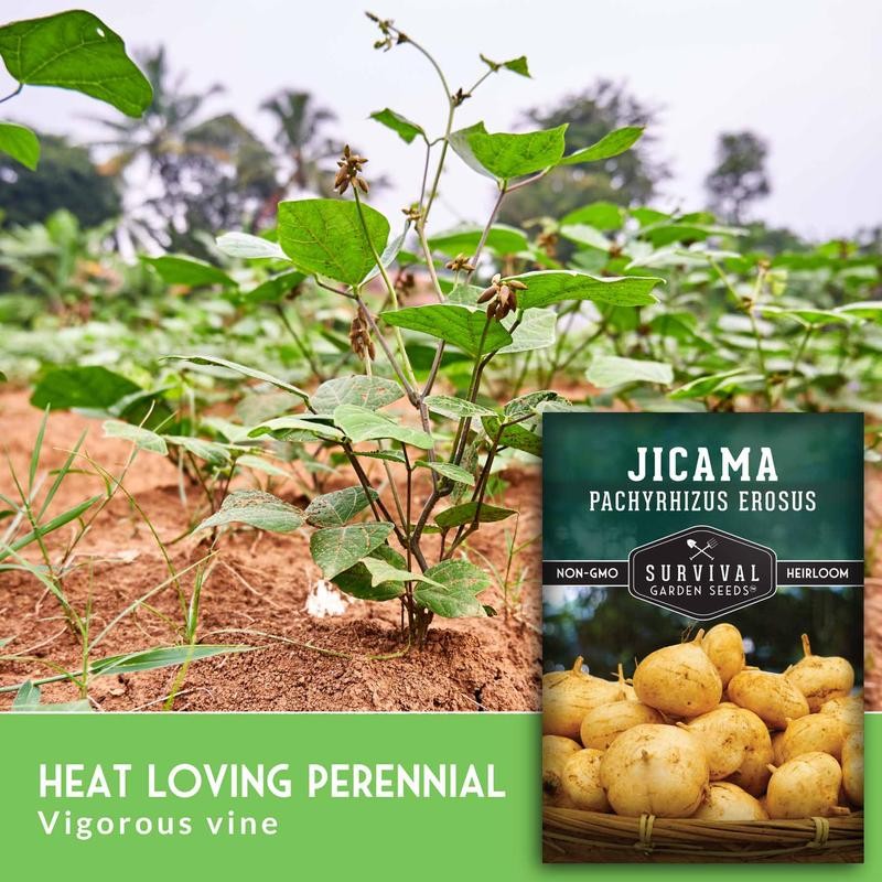 Jicama Seeds - Drought Resistant Mexican Turnip - Size: 5