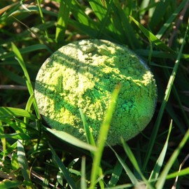 Wheat grass powder, premium quality, 500 g