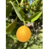 Home-Growth Orange Fruit - 12 Seeds 2025 - USA seller