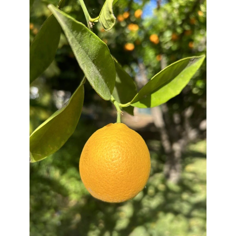 Home-Growth Orange Fruit - 12 Seeds 2025 - USA seller