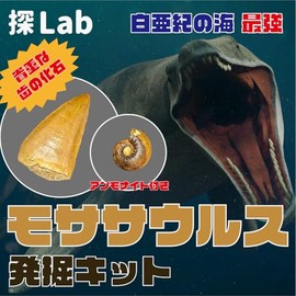 Mosasaurus Excavation Kit (Includes Ammonite)