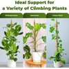 48'' Moss Pole - Monstera Plant Support - Bendable Plant