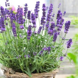 100+ SEEDS Organic Lavender | English Vera Lavender | Perennial