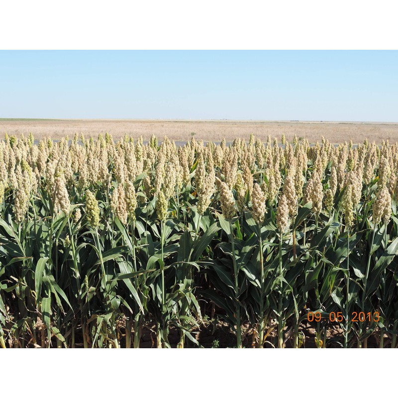 Nature Nates, Sorghum Popped Extreemly Cheezy, 5 Ounce