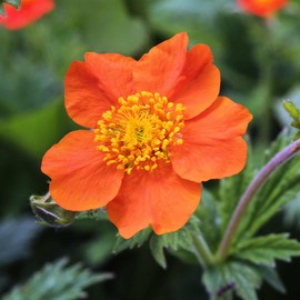 Mrs. Bradshaw Geum ~500 Seeds – Geum chiloense – 2nd Year Bloom – Perennial Scarlet-Orange Flowers – Award-Winning Hardy Avens – 24" Upright Plants – Full Sun to Part Shade