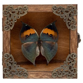 Real Butterfly Shadow Box Picture Frame - Framed Butterfly Taxidermy Meticulously Handcrafted, Gothic Decor Butterfly Small Shadow Box (Dried Leaf Butterfly (Family Papilionidae))