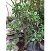 Very Large Jade Plants, with Roots, 2 feet Tall Ready