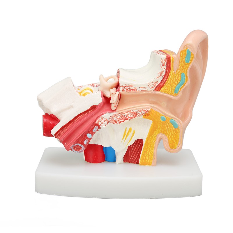 Human Ear Anatomical Model Clear Structure Simulation Inner Ear Model