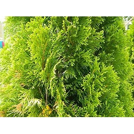 10 Thuja Green Giant Arborvitae 8-12" tall trees