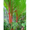 Buy Rare Seeds Cyrtostachys renda | Red Sealing Wax &