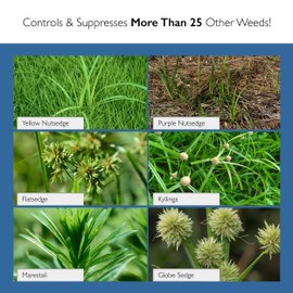 Sedgehammer Plus Turf Herbicide - 4 Pack of 13.5 Gram Pack of USA-Made Purple & Yellow Nutsedge Killer for Lawns with Pre-Mixed Surfactant - Lawn & Pet Safe Weed Killer Mix for Residential Use