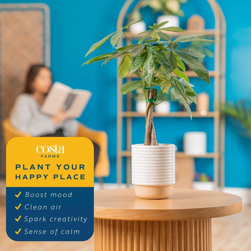 Costa Farms Money Tree (Pachira Aquatica) Live Indoor Bonsai-Style Plant,