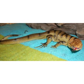 Tegu Lizard Replica - Brown - AAA Realistic PVC