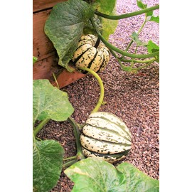 TomorrowSeeds - Sweet Dumpling Squash Seeds - 90+ Count Packet - for 2024 Carnival Acorn Delicata Pumpkin Turban Gourd Fall Garden Winter Vegetable