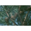 Pure Original Ingredients Pine Bark Extract (730 Capsules) No Magnesium