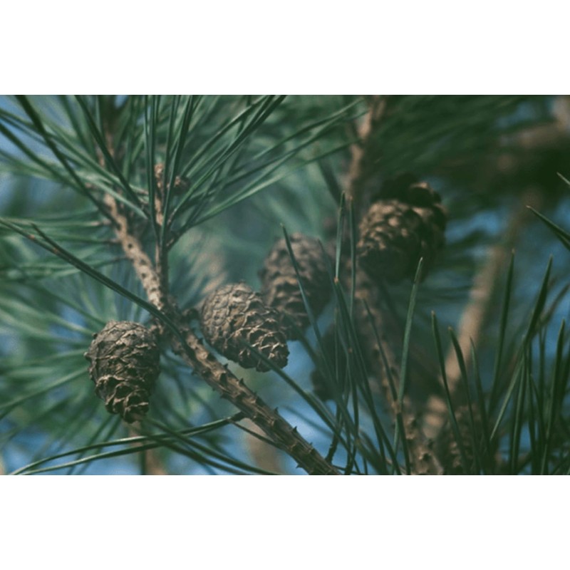 Pure Original Ingredients Pine Bark Extract (730 Capsules) No Magnesium