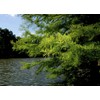 Bald Cypress | 3 Live Trees | Taxodium Distichum |