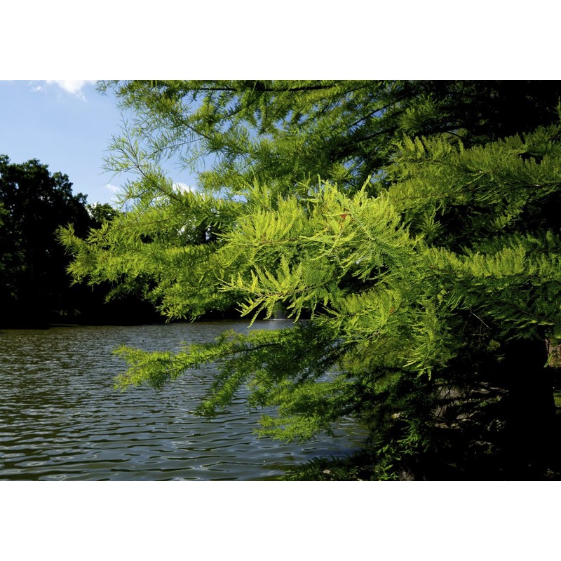 Bald Cypress | 3 Live Trees | Taxodium Distichum |