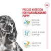 Royal Canin Breed Health Nutrition Dachshund Puppy Dry Dog Food,