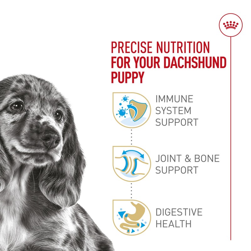 Royal Canin Breed Health Nutrition Dachshund Puppy Dry Dog Food,
