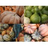 “Magical Mix” Large Pumpkin and Gourd Mix Seeds – Large