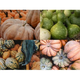 “Magical Mix” Large Pumpkin and Gourd Mix Seeds – Large Pumpkin and Gourd Mix – Harvest in 110-150 Days | Never GMO, Always Heirloom and OP | USA Grown Seeds by Liliana's Garden |