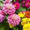 Eden Brothers Zinnia Seeds - Dahlia Flowered Mix, Non-GMO Seeds