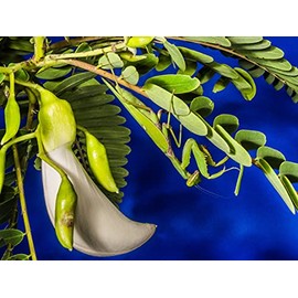 5 Seeds White Hummingbird Tree Bright Pea Like Blossoms Tropical Plant Ornamental or Standard Tree Seeds Sesbania grandiflora