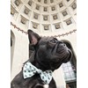 APMRUMGO US Pronto Petwear Ohio State | Buckeyes Football Stripe