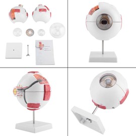 Modelo de ojo humano ampliado 6X, modelo de ojo humano extraíble para demostración de enseñanza médica