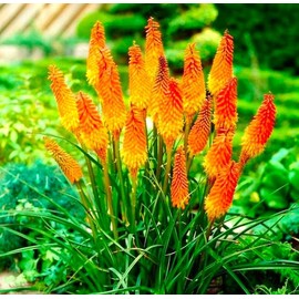 Seeds Kniphofia Red Hot Poker 80 Seeds Torch Lily Poker Plant Flame Flower Rocket Flower Perennial Plant