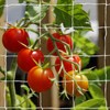 Tcamp Tcamp Trellis Netting for Climbing Plants, Cucumber Trellis for