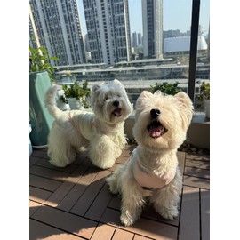 2Pcs Cooling Shirts for Small Dogs, Sleeveless Dog Vest, Lightweight Breathable Dog Summer Tank Top Sun Protection Shirts for Dogs Cats Pet Apparel (Yellow MintGreen, Large Size for 8.5-12lb Pets)