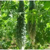 Bitter Gourd Seeds,Japanese Long (Asian vegetable) Harvested young at 10-13"